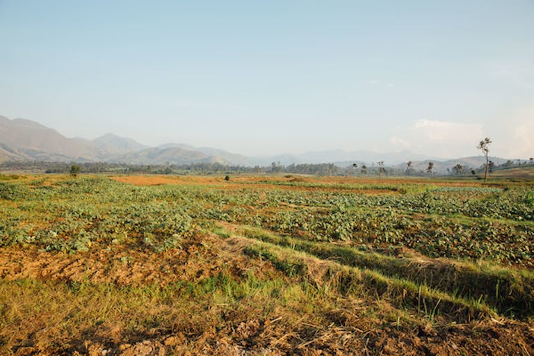Cultures poussant dans des champs irrigués.