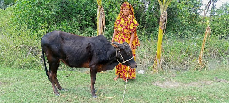Mahafuza avec une de ses vaches.