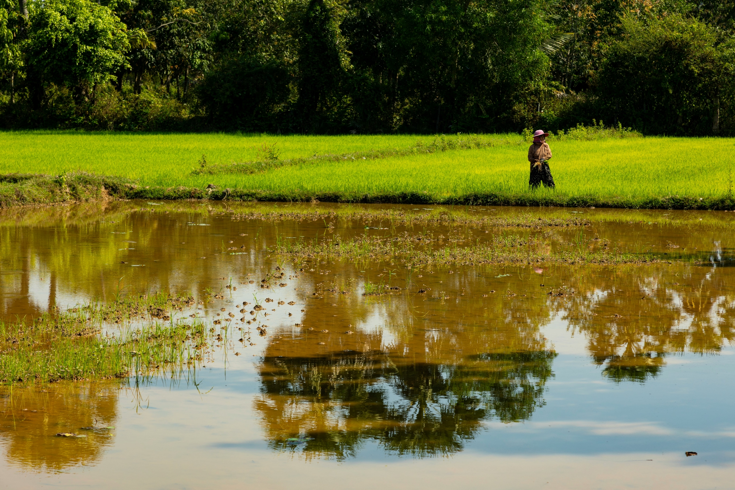 Les agriculteurs cambodgiens