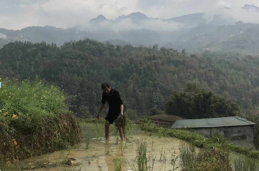 Des associations caritatives aident les riziculteurs au Vietnam