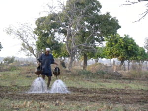 Engrais d'urine au Burkina Faso
