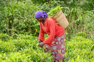 agriculture durable au Nigéria