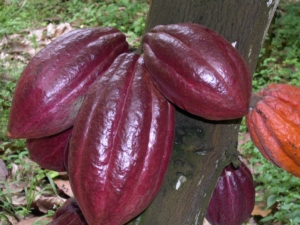 Blockchain Cocoa au Ghana