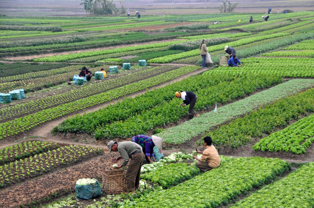 Systèmes alimentaires au Vietnam
