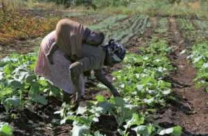 Pauvreté au Zimbabwe