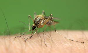 Paludisme en Corée du Sud