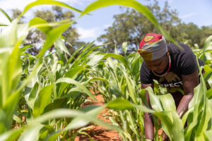 Coopératives agricoles en Afrique