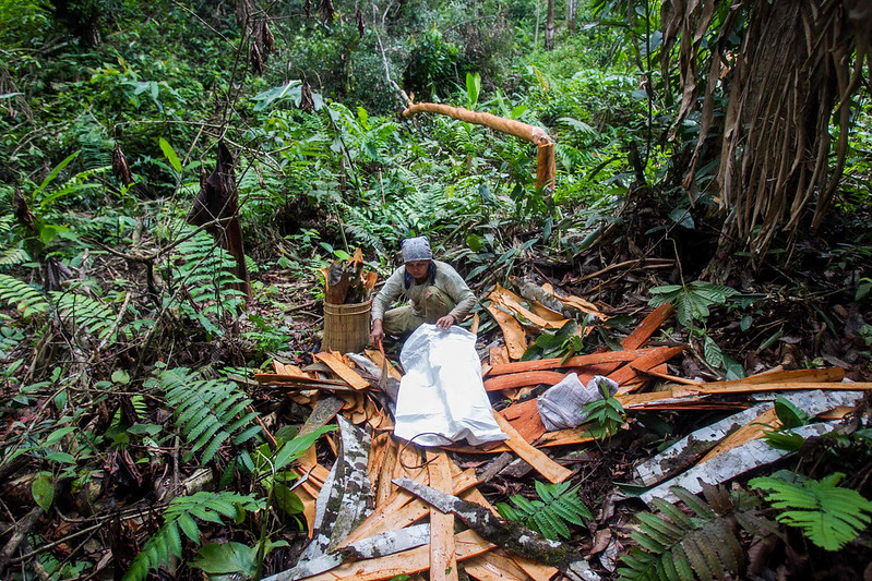 Durabilité forestière et réduction de la pauvreté 