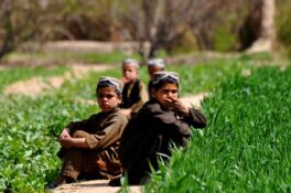 Comment l’agriculture en Afghanistan contribue à lutter contre la pauvreté
