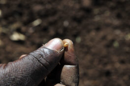 De la ferme à l'usine : la stratégie des ZFE du Kenya pour de meilleurs emplois