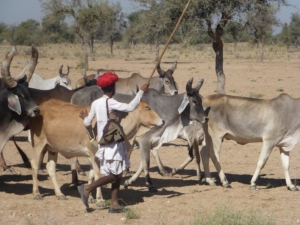 Petits exploitants agricoles en Inde