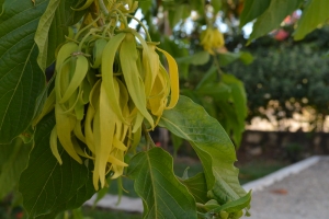 L'industrie de l'ylang-ylang aux Comores