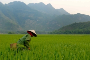 Réduction de la pauvreté au Vietnam