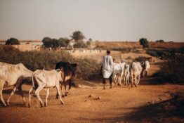 Comment l’instabilité climatique affecte le pastoralisme dans la région du Sahel