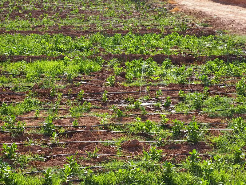 Comment l’irrigation intelligente au Maroc change l’agriculture 