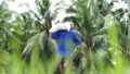 Les forces et les limites de la culture de la noix de coco en Indonésie