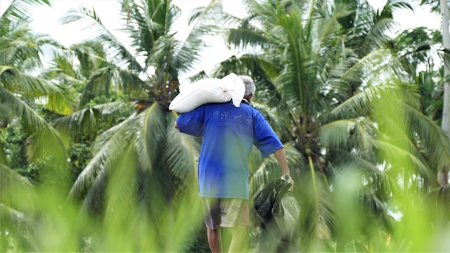 Culture de noix de coco en Indonésie