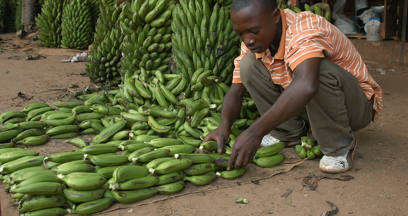 Sécurité nutritionnelle au Rwanda