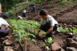 De la crise à la résilience : la sécurité alimentaire au Nicaragua