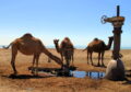 Agriculture verticale et sécurité alimentaire en Arabie Saoudite