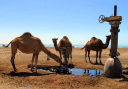 Agriculture verticale et sécurité alimentaire en Arabie Saoudite