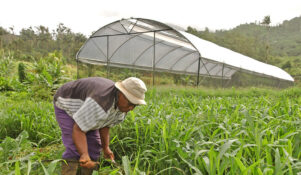 Comment l'agriculture hydroponique à la Grenade peut accroître la sécurité alimentaire