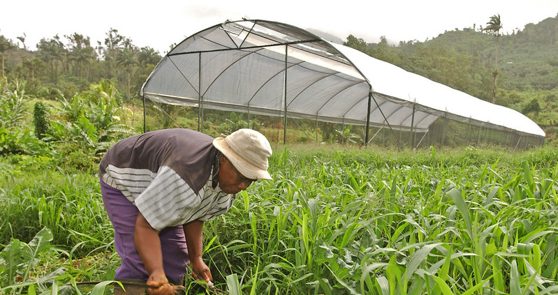 Agriculture hydroponique à Grenade