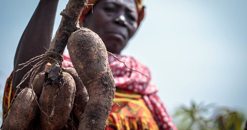 Industrie du casava au Nigeria