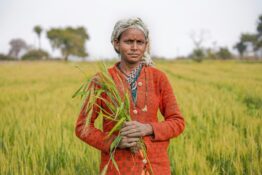 Technologie pour les petits agriculteurs en Inde
