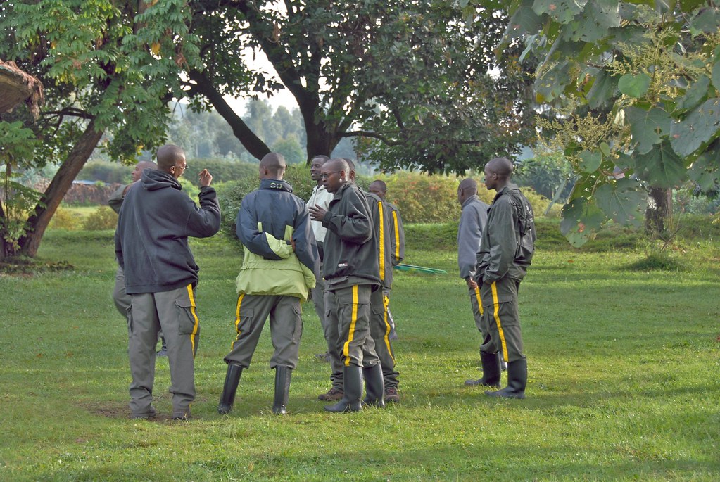 Conservation des gorilles de montagne et réduction de la pauvreté