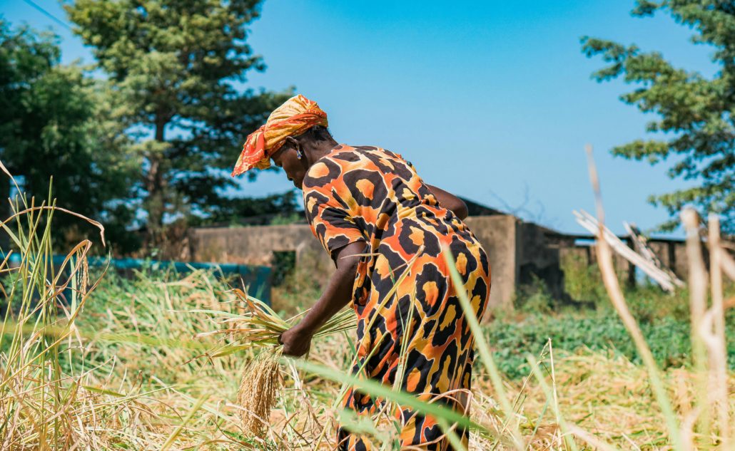 Systèmes alimentaires au Sénégal