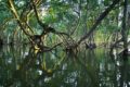 Comment la restauration des mangroves réduit la pauvreté au Kenya