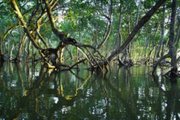 Comment la restauration des mangroves réduit la pauvreté au Kenya